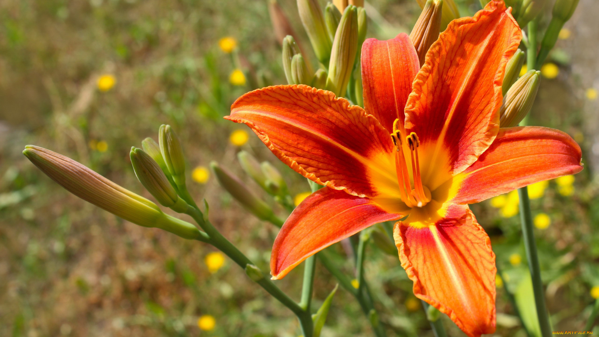 цветы, лилии, , лилейники, лилейник