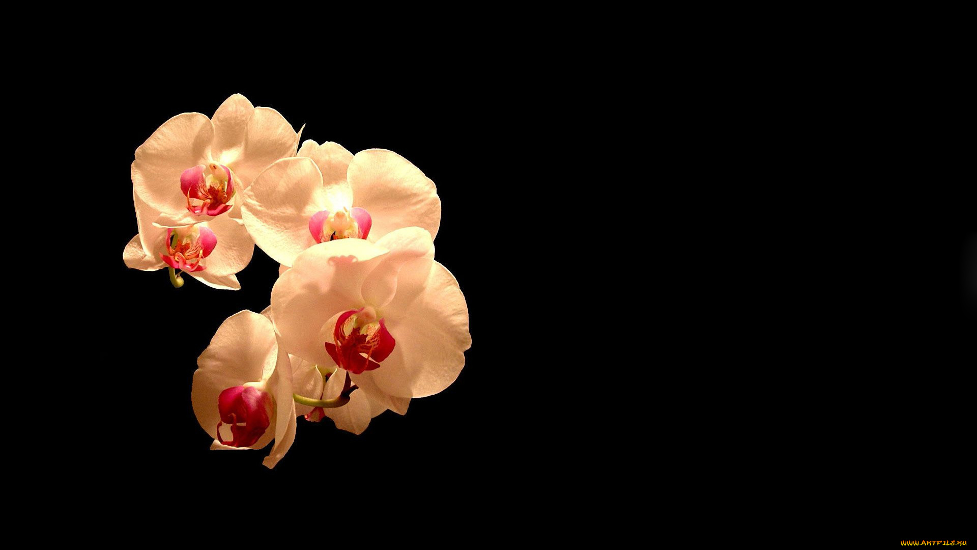 цветы, орхидеи, экзотика