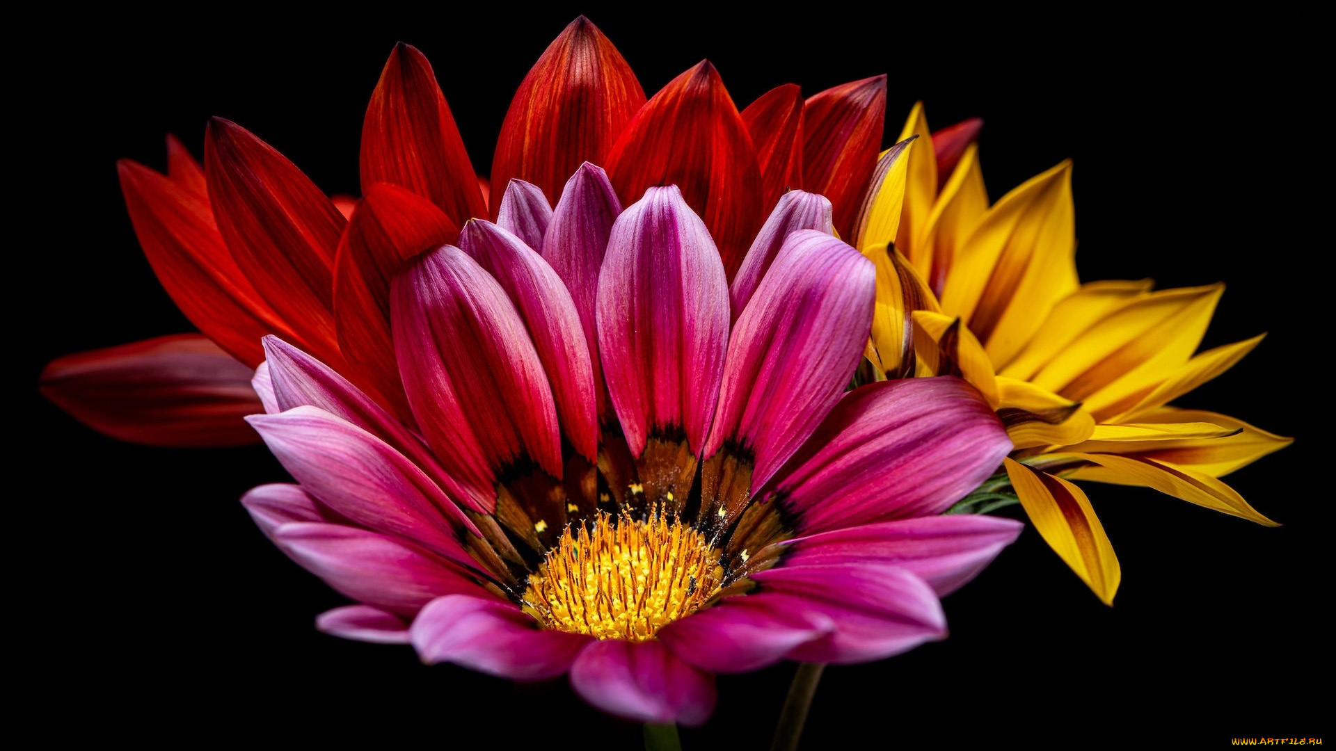 цветы, остеоспермумы