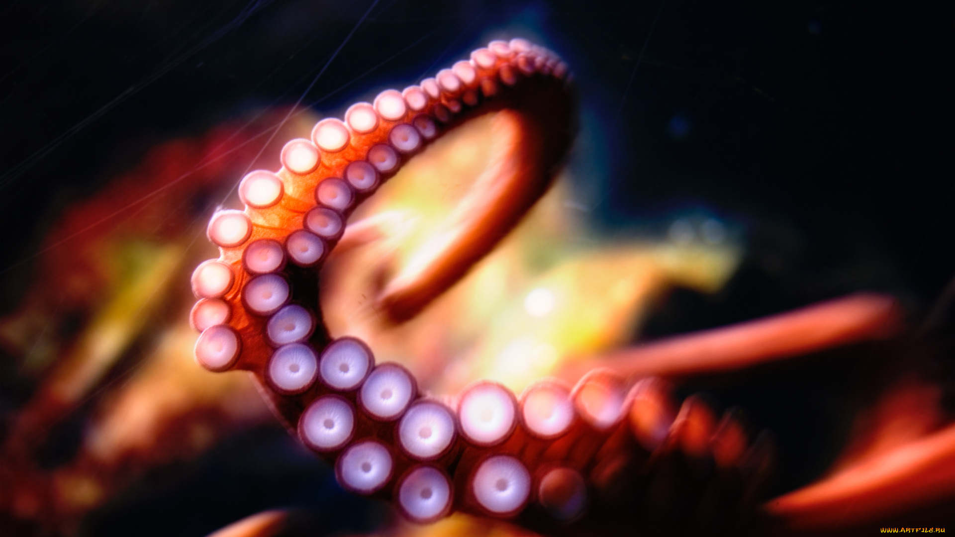 животные, морская, фауна, щупальца, присоски