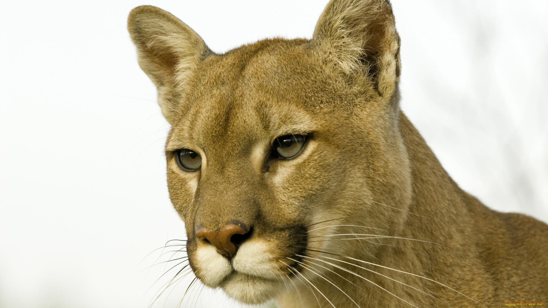 животные, пумы, пума, голова