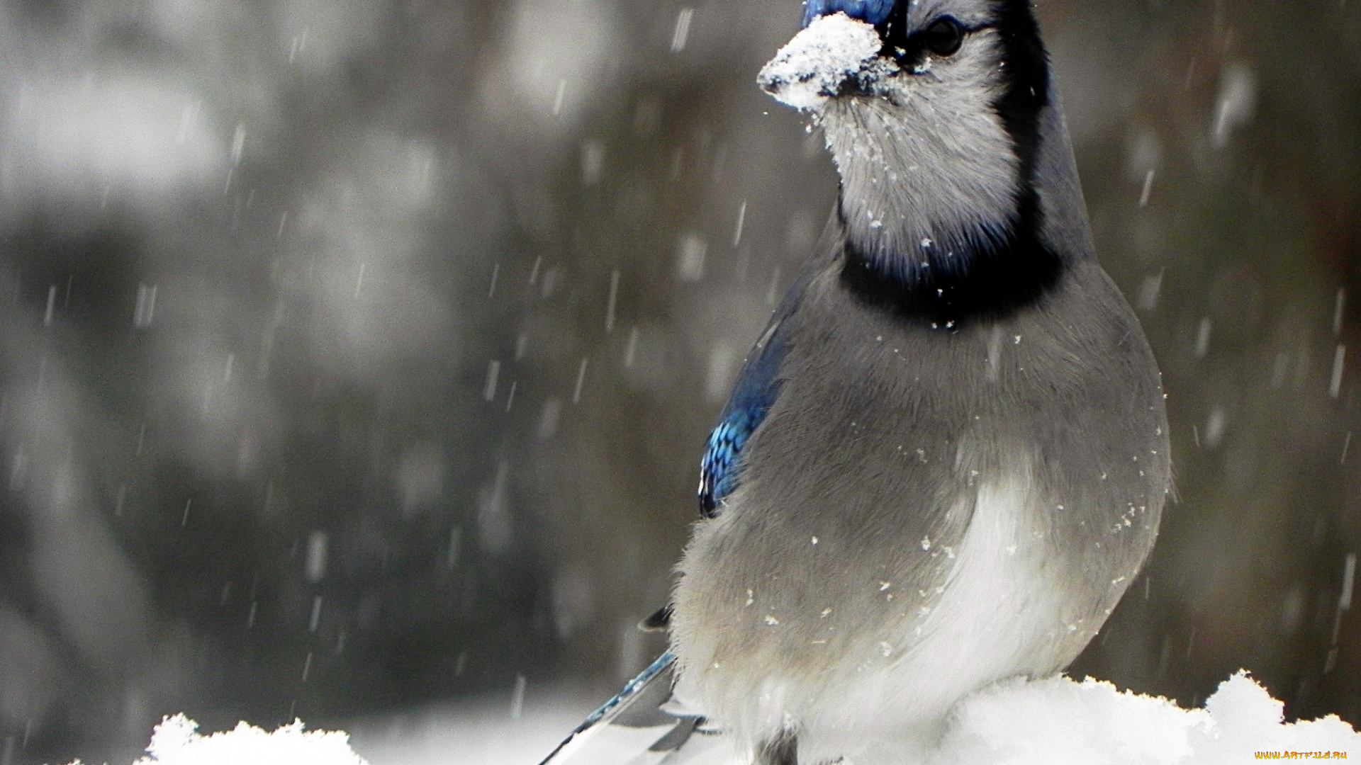 животные, сойки, птица, снег, зима