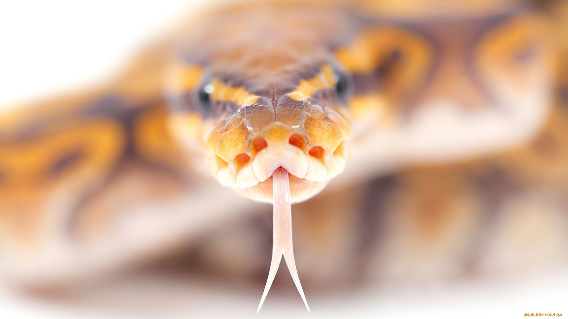 животные, змеи, , питоны, , кобры, змея, язык