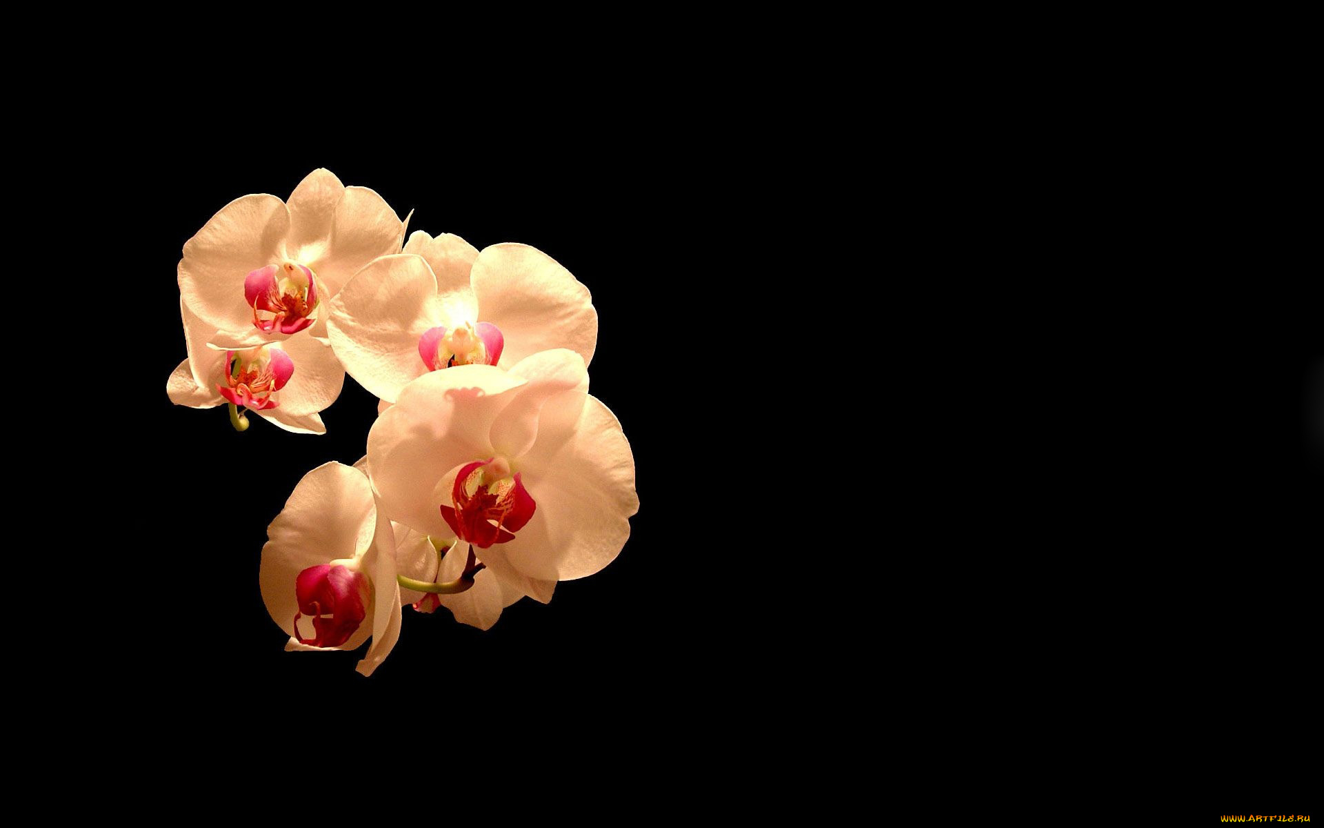 цветы, орхидеи, экзотика