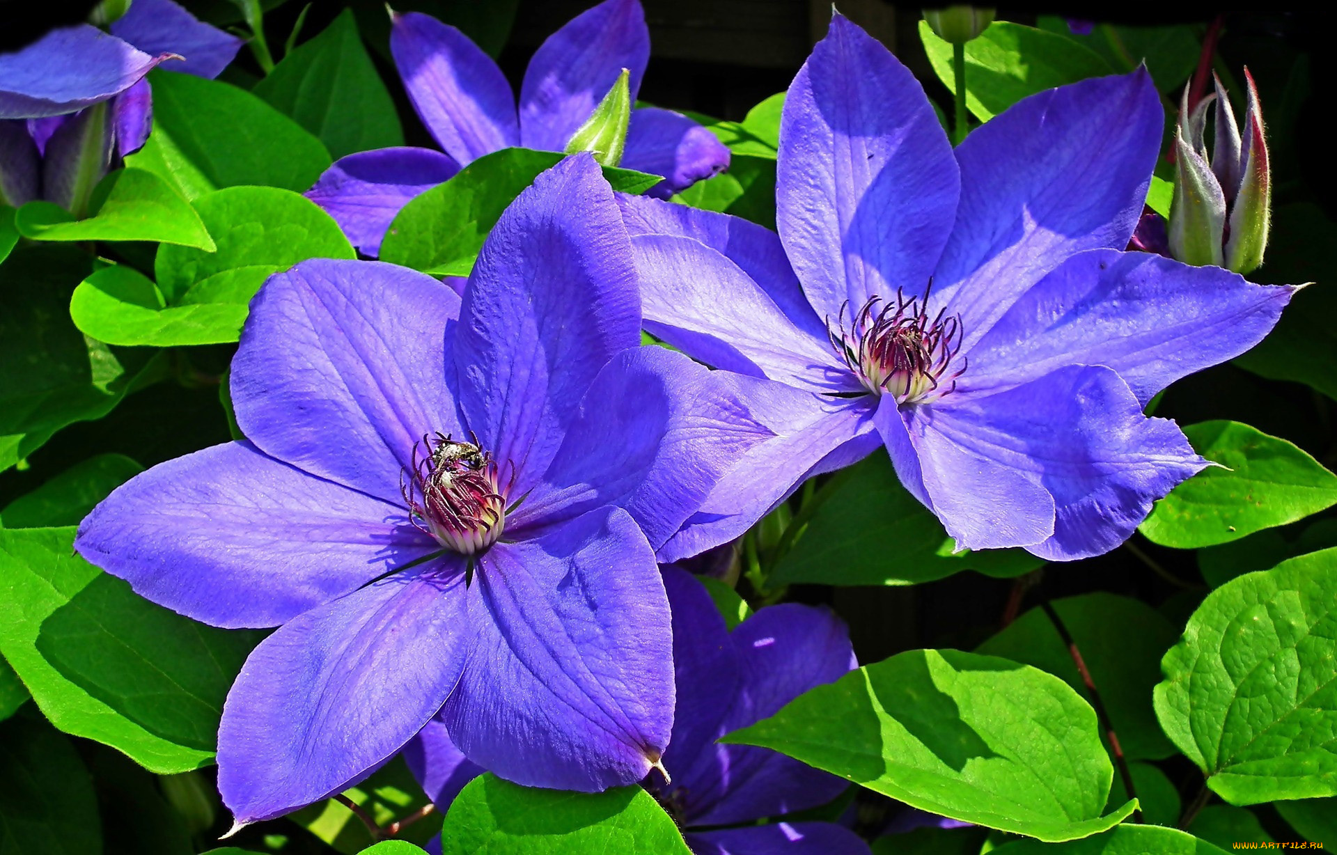 цветы, клематис, , ломонос, лиловый, клематис, макро