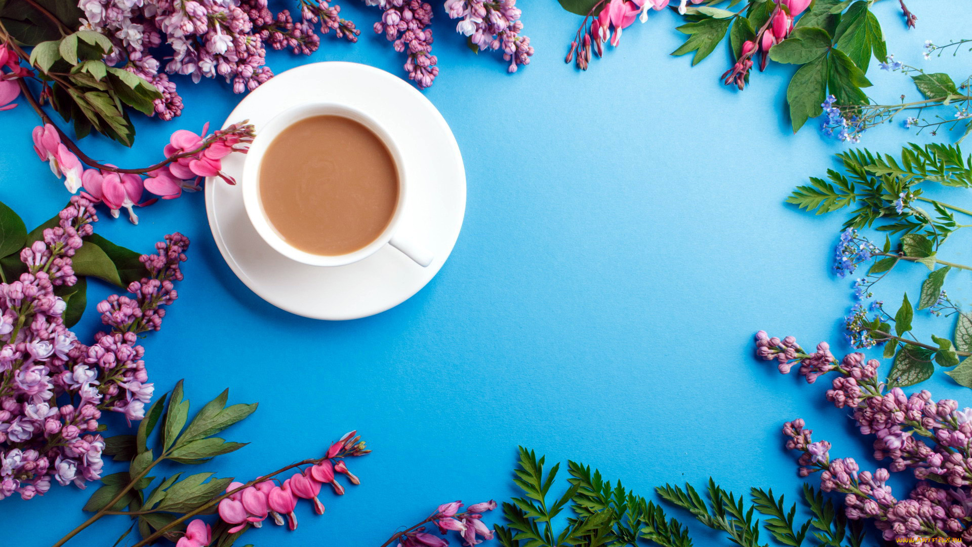 еда, кофе, , кофейные, зёрна, сирень, дицентра