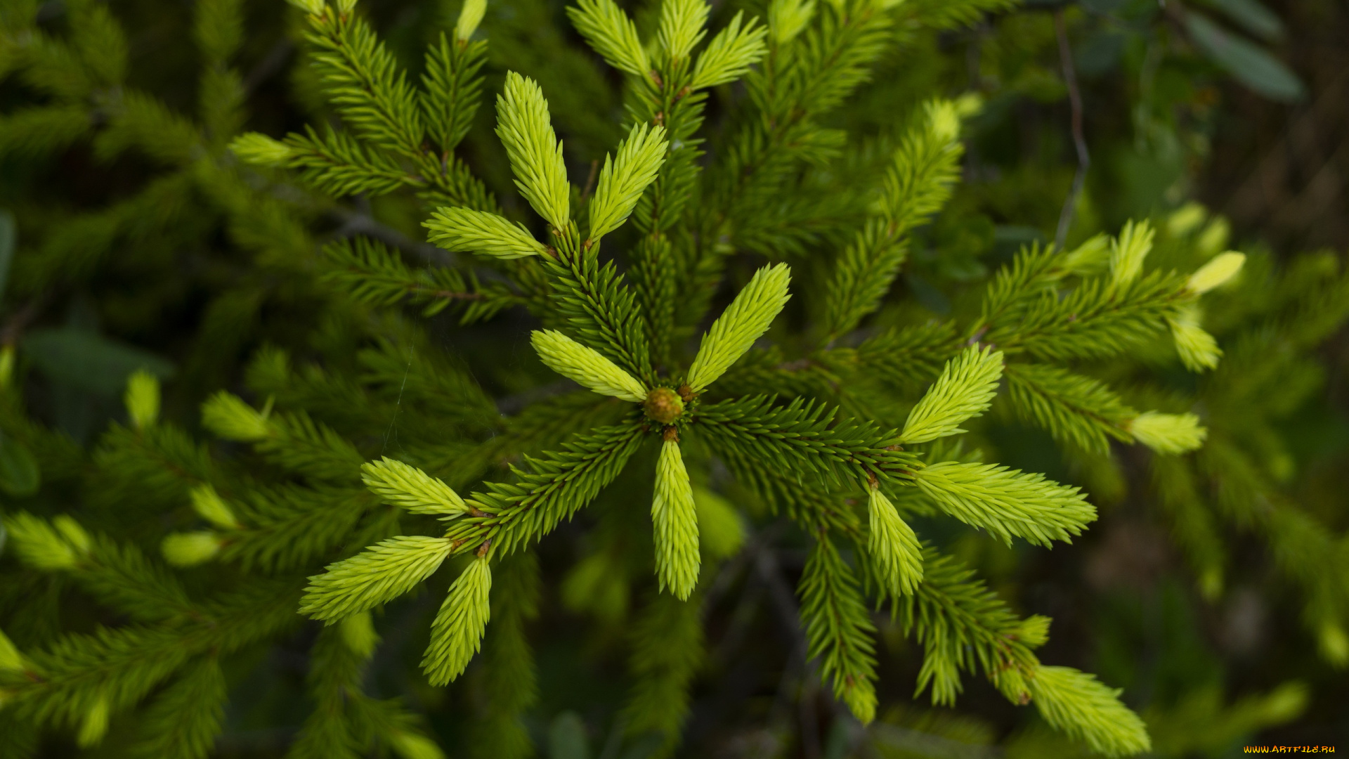 природа, деревья, лес, лето, дерево, ёлка, побеги