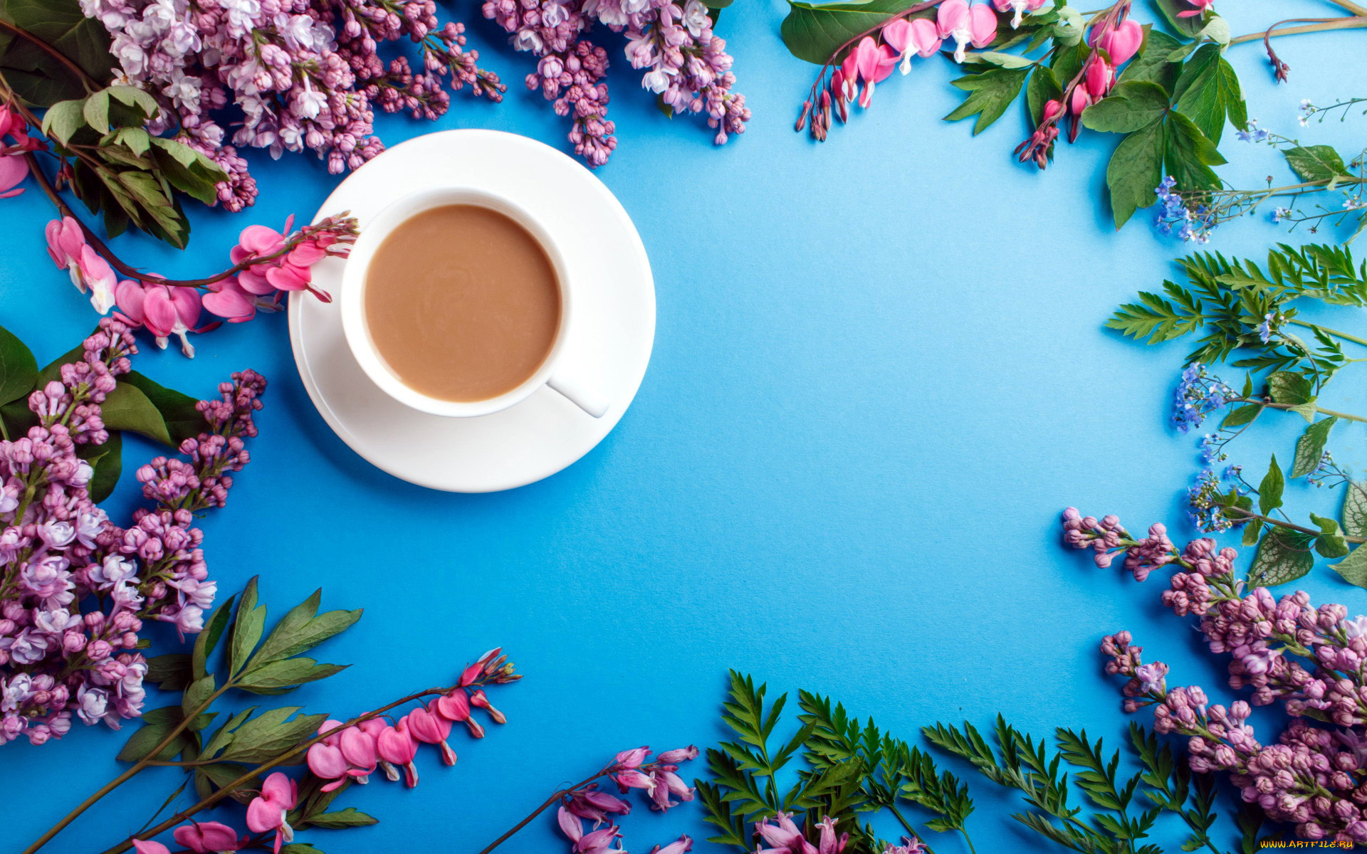 еда, кофе, , кофейные, зёрна, сирень, дицентра