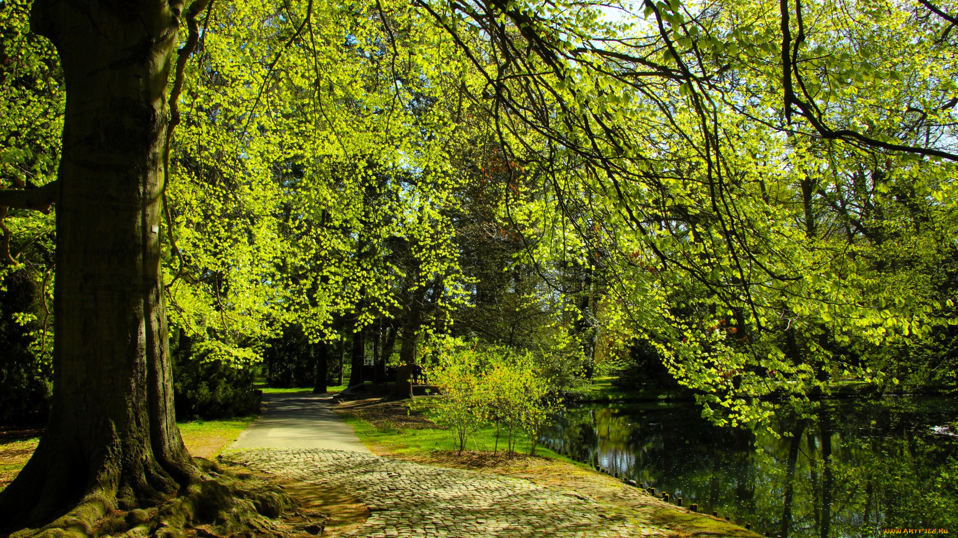 природа, парк, аллея, дорожка, деревья, пруд