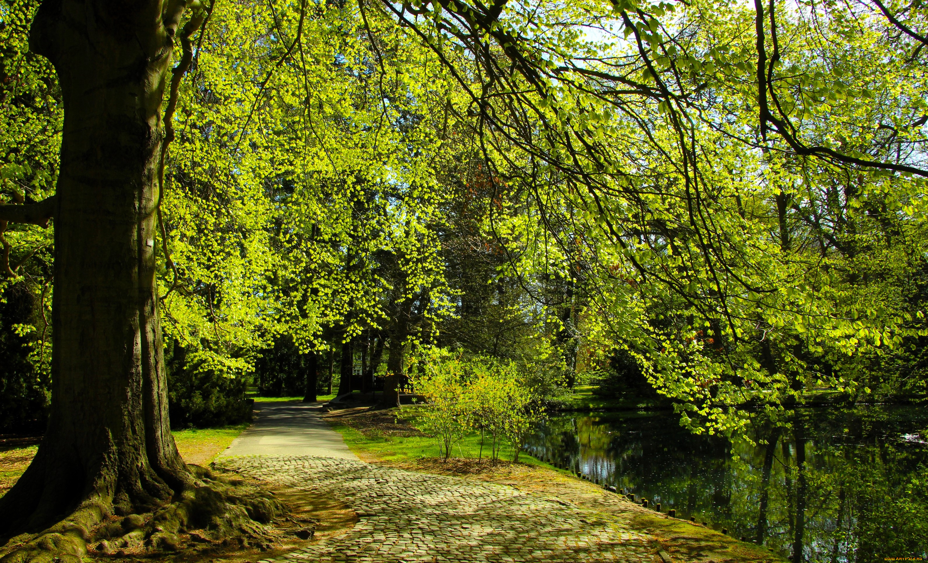 природа, парк, аллея, дорожка, деревья, пруд