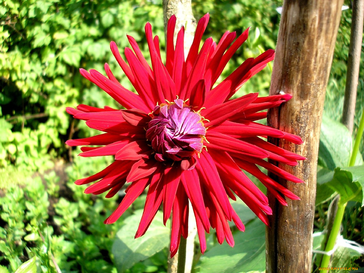 цветок, цветы, георгины