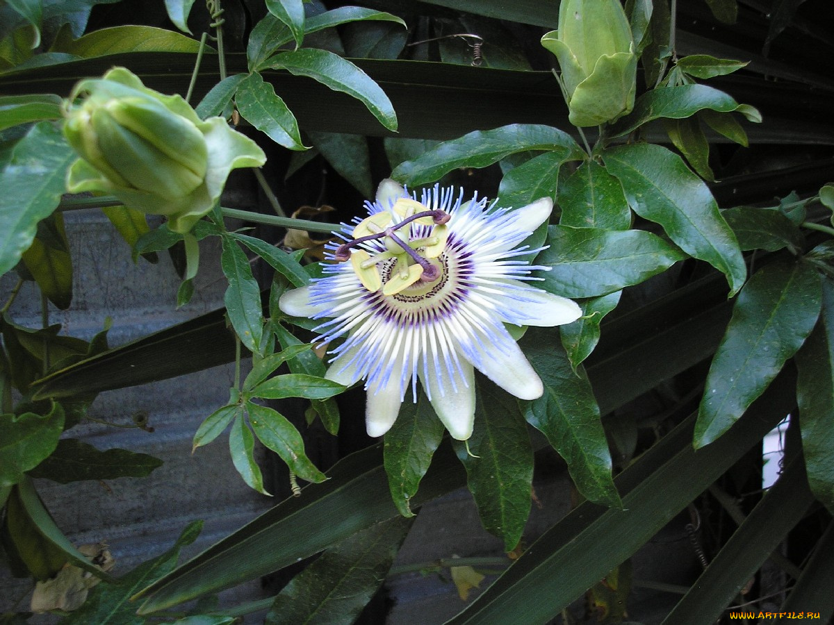цветок, цветы, пассифлора