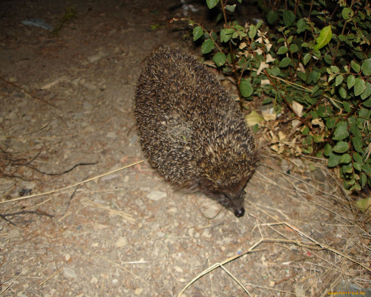 животные, ежи