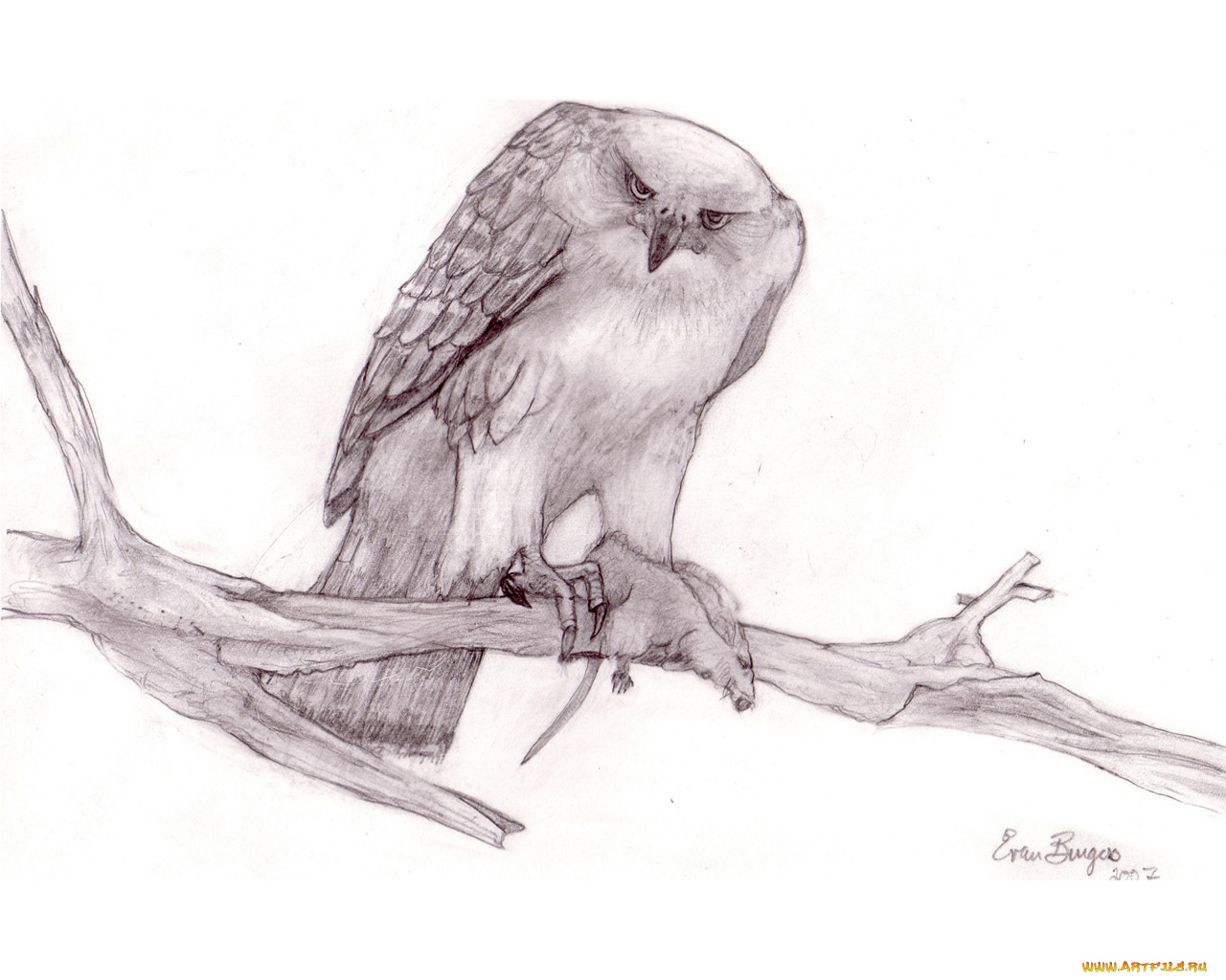 рисованные, животные, птицы