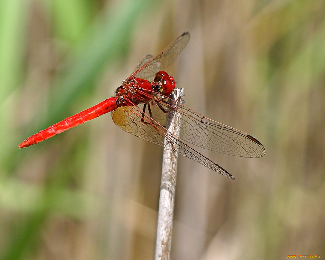 животные, стрекозы