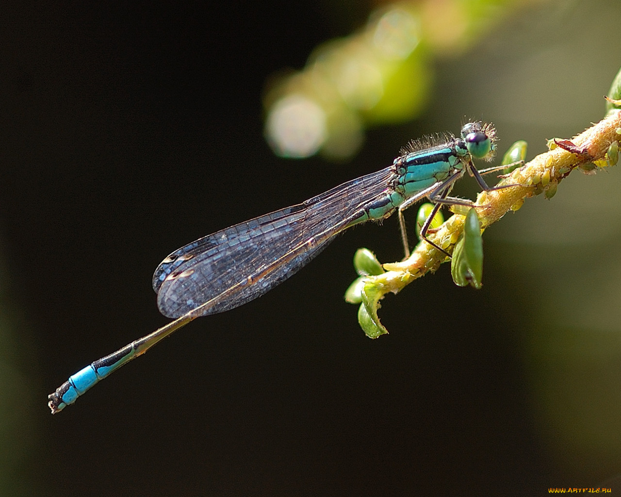 животные, стрекозы