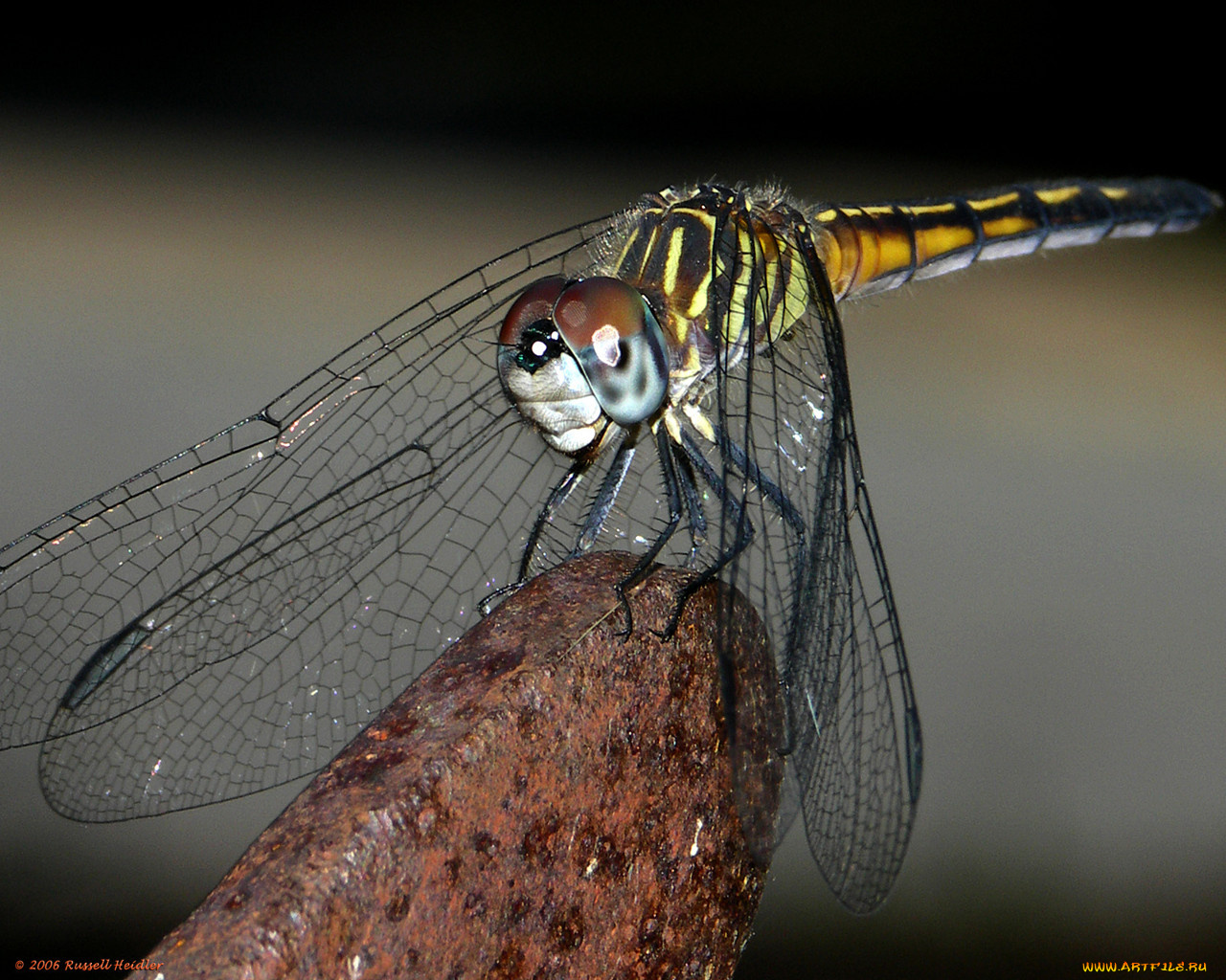 животные, стрекозы