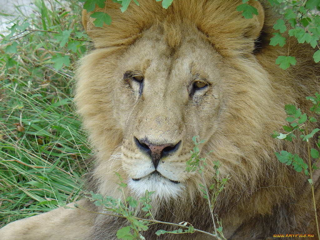 животные, львы