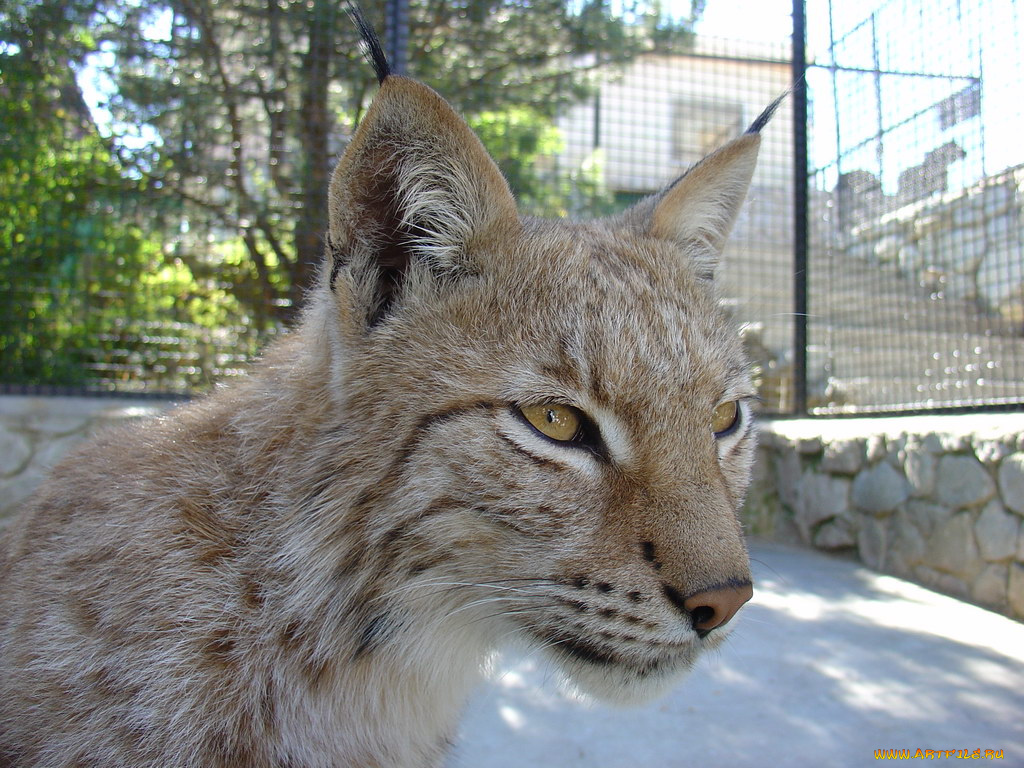животные, рыси