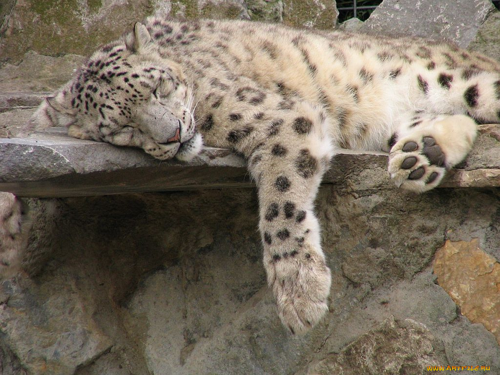 животные, снежный, барс, ирбис