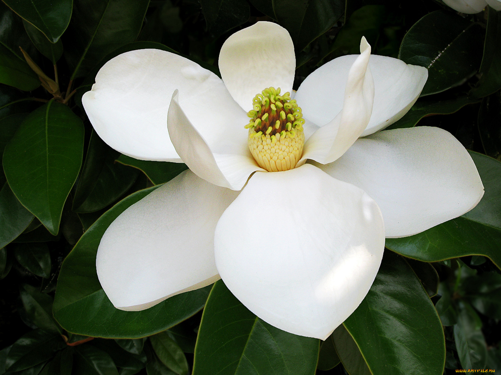 цветы, магнолии, лепестки, белый, тёмный