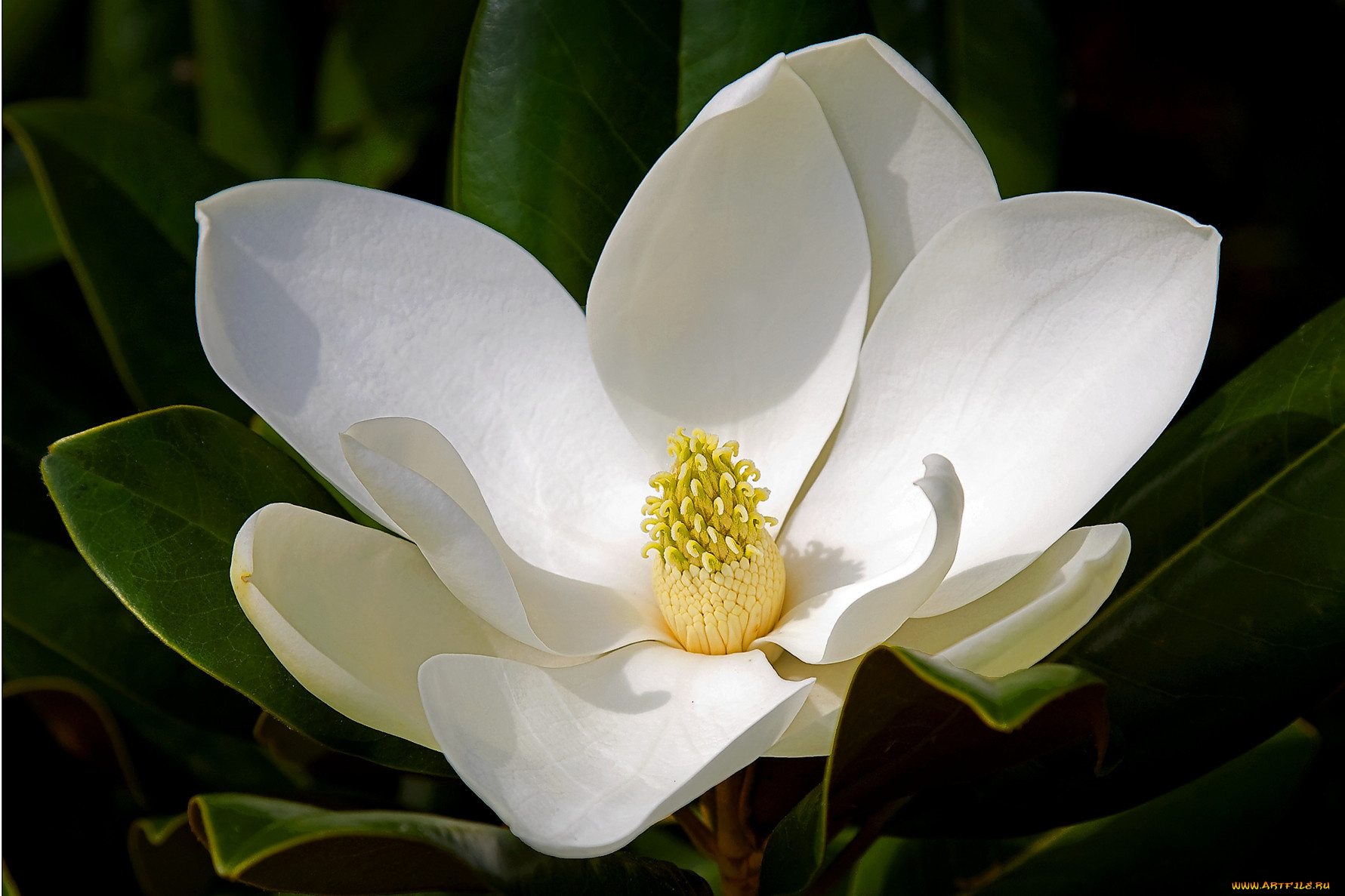 цветы, магнолии, тёмный, белый, лепестки