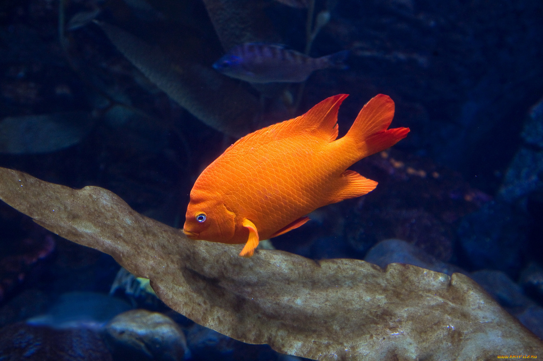 животные, рыбы, вода, аквариум