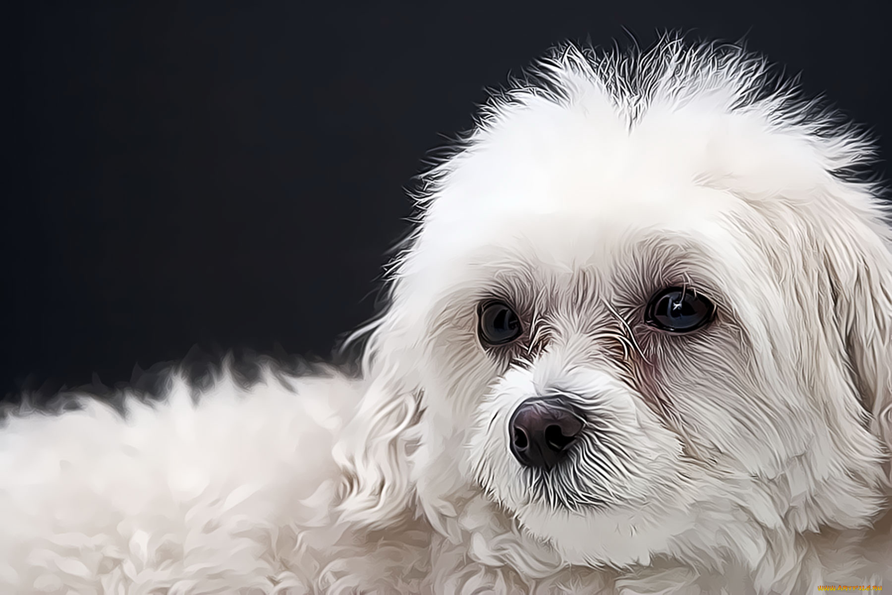 3д, графика, animals, животные, тёмный, собачка, белый