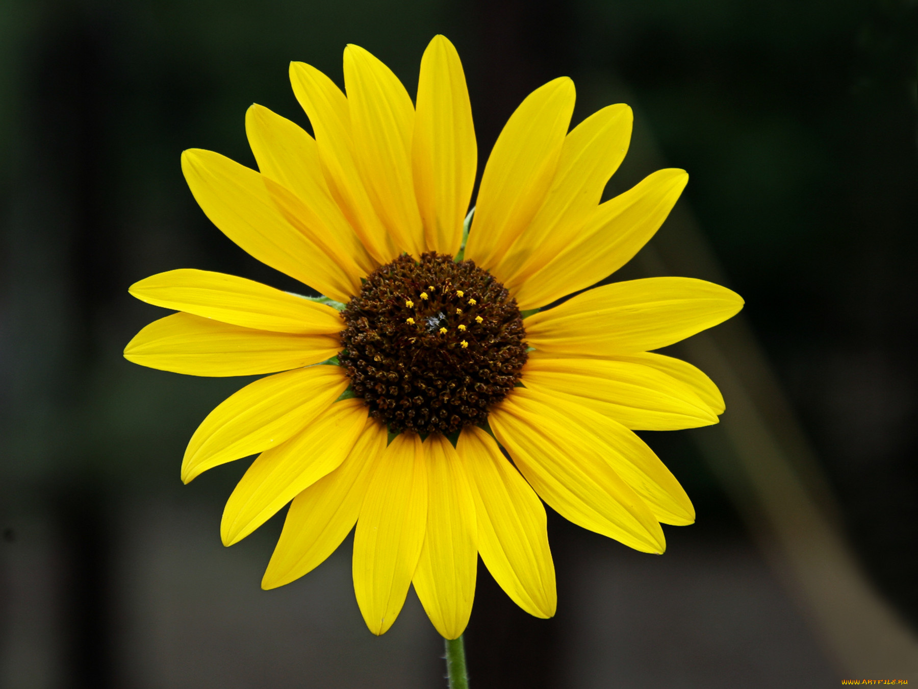 цветы, подсолнухи, тёмный, фон, жёлтые, лепестки