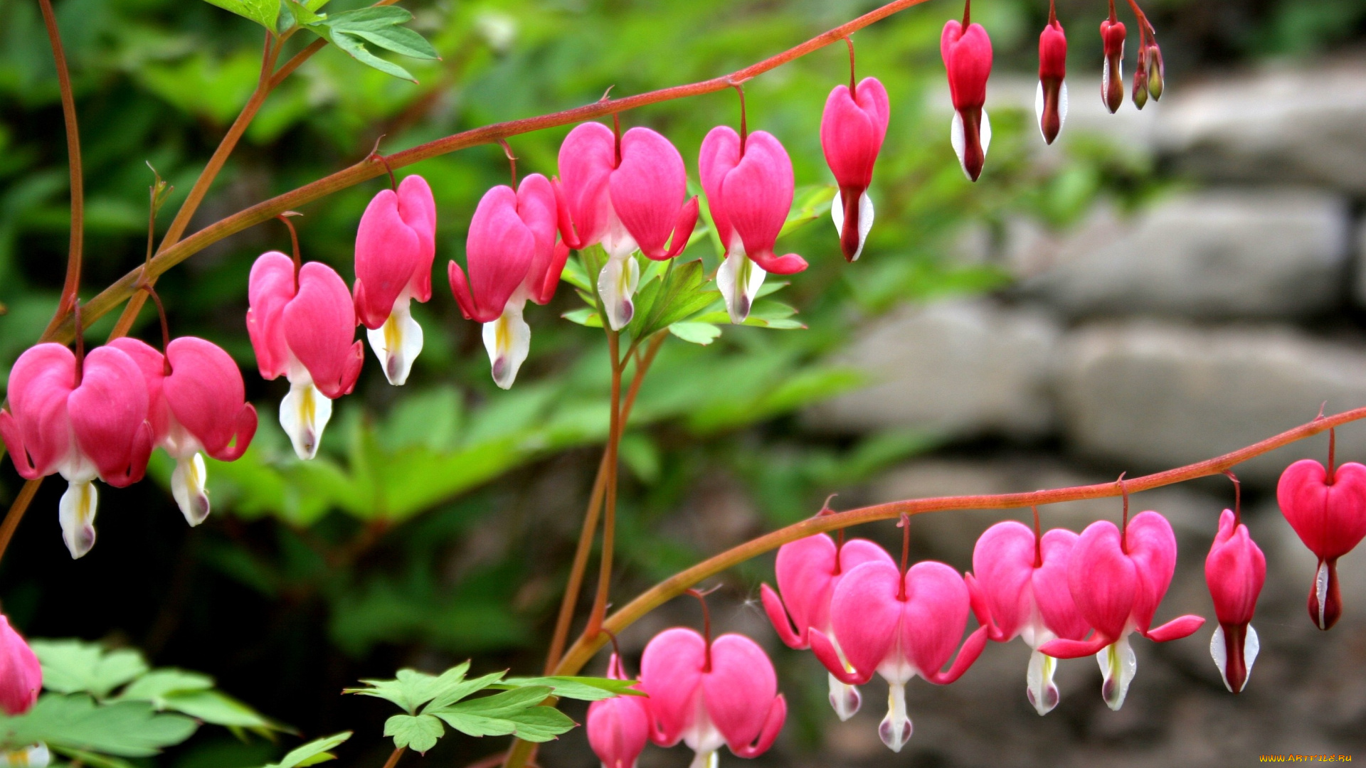 цветы, дицентра, разбитое, сердце, ветки, сердечки