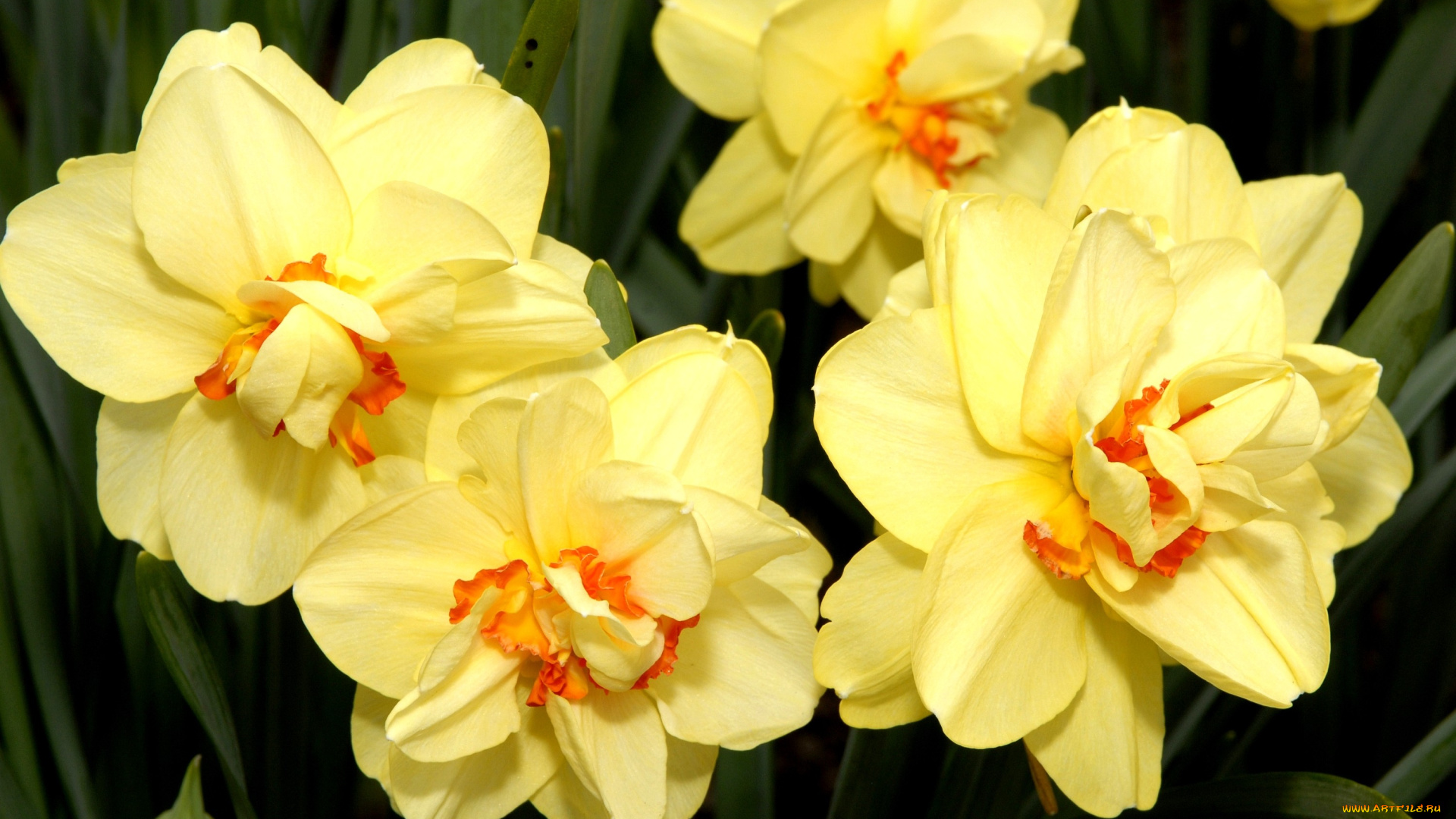 цветы, нарциссы, желтый