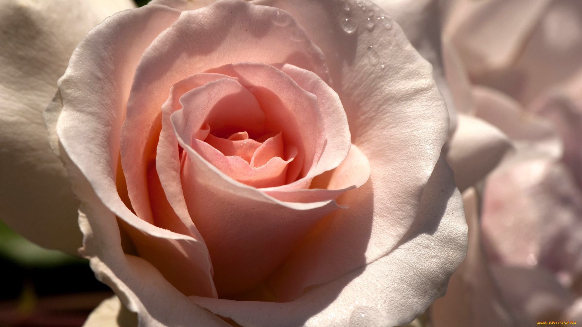 цветы, розы, бледно-розовый, капли