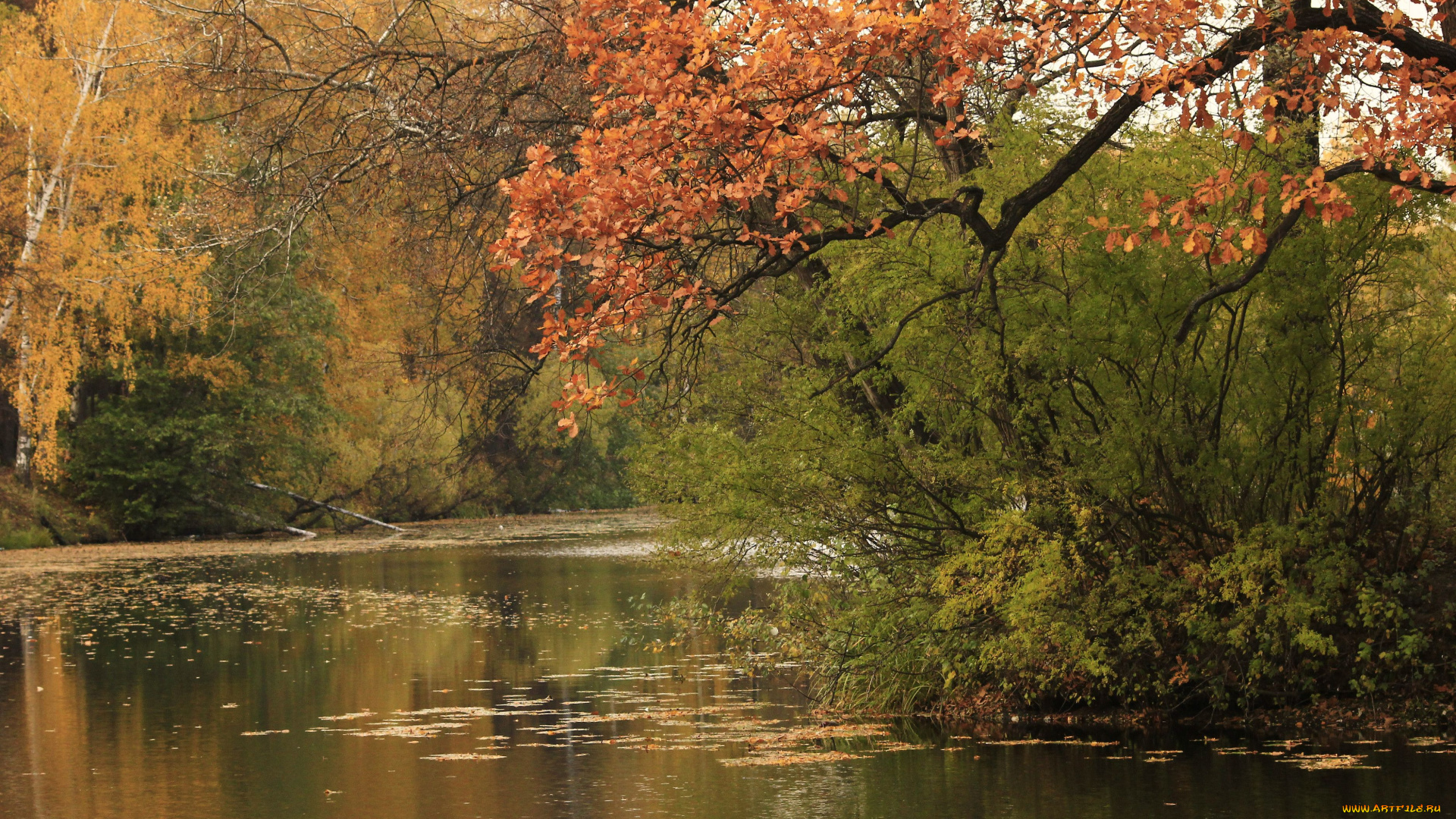 природа, реки, озера, осень, река, деревья