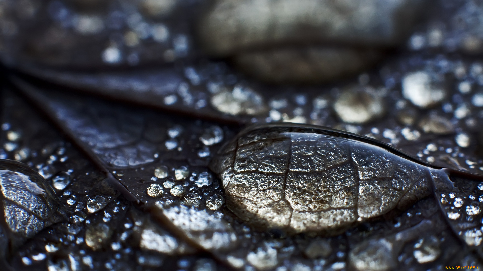 разное, капли, брызги, всплески, листок