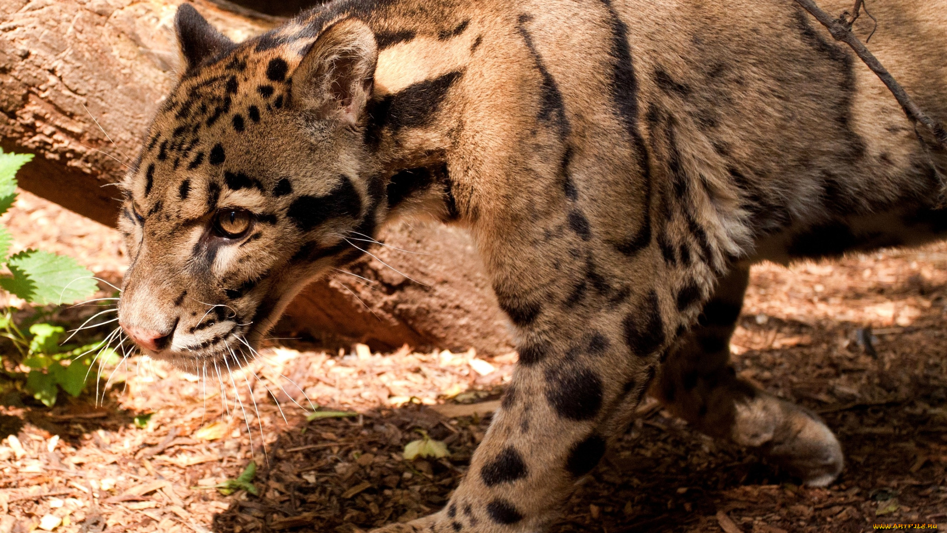 животные, леопарды, пятна, хищник