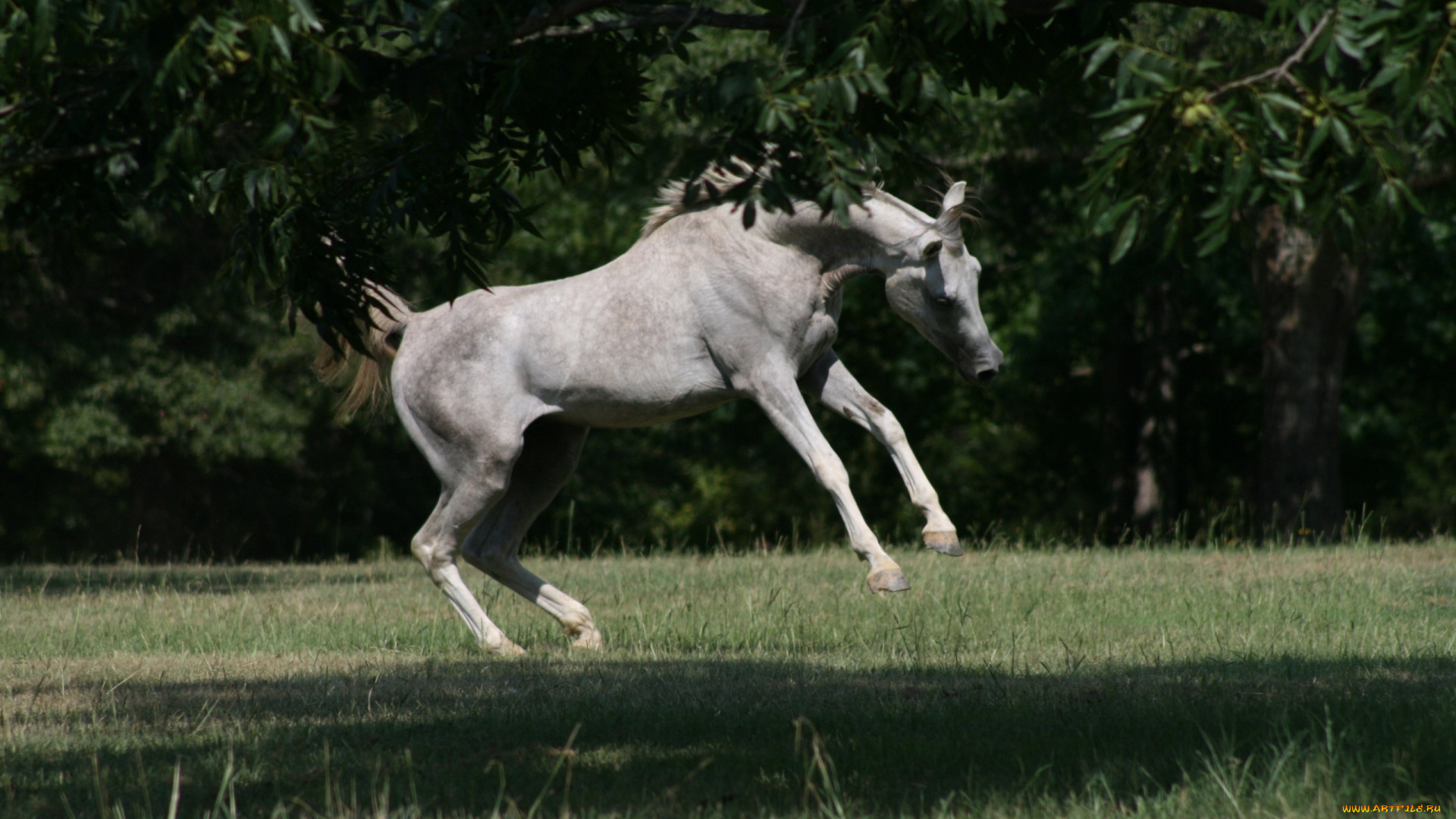 животные, лошади, прыжок, трава