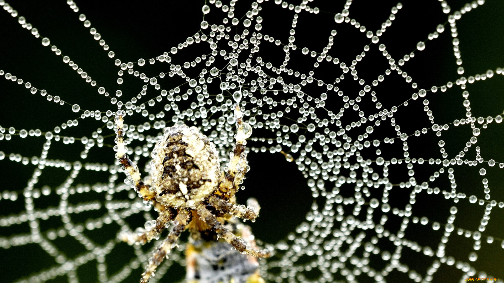 животные, пауки, капли, паутина