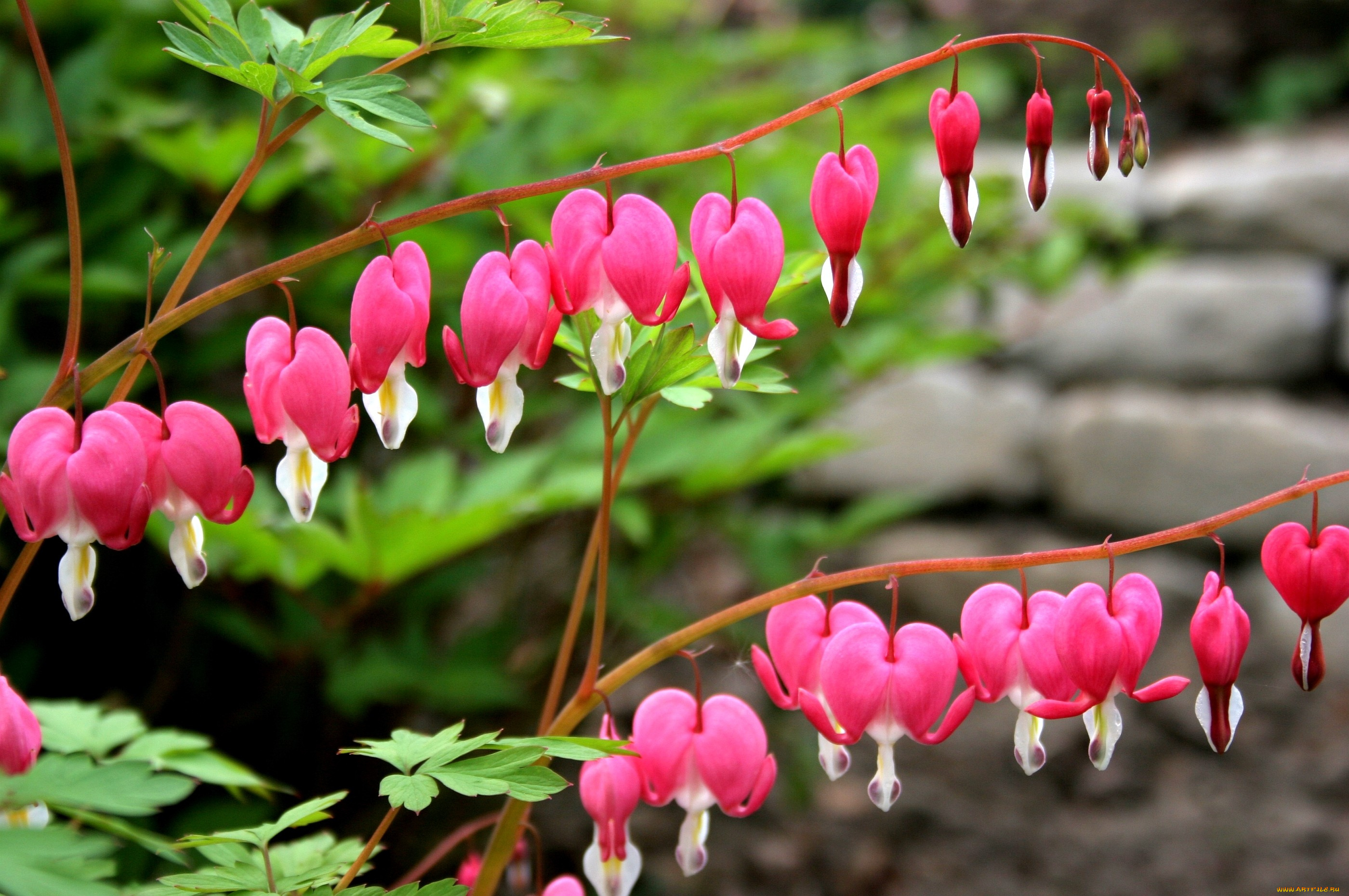 цветы, дицентра, разбитое, сердце, ветки, сердечки