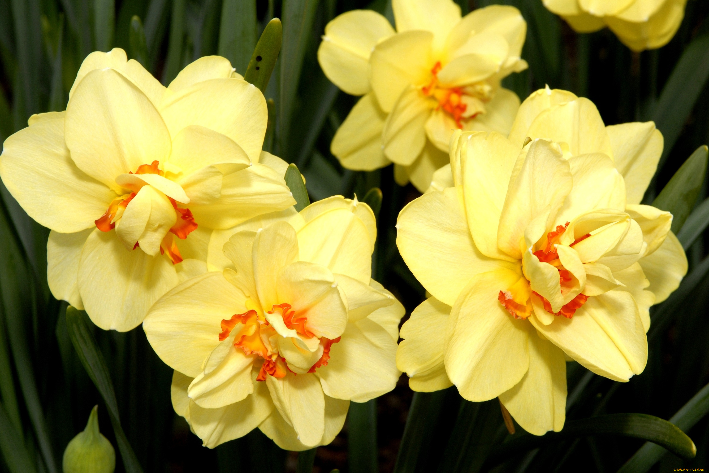 цветы, нарциссы, желтый