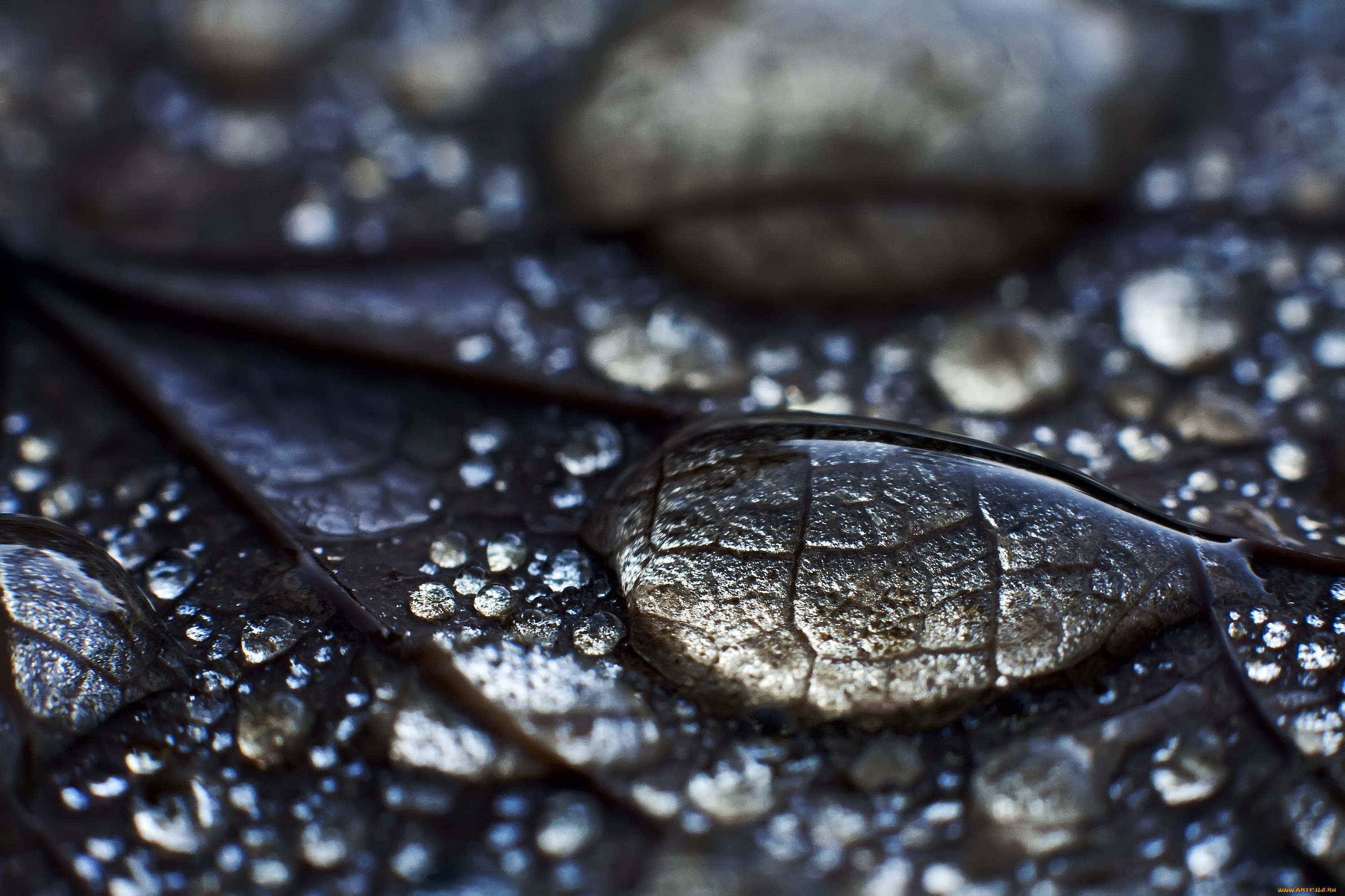 разное, капли, брызги, всплески, листок