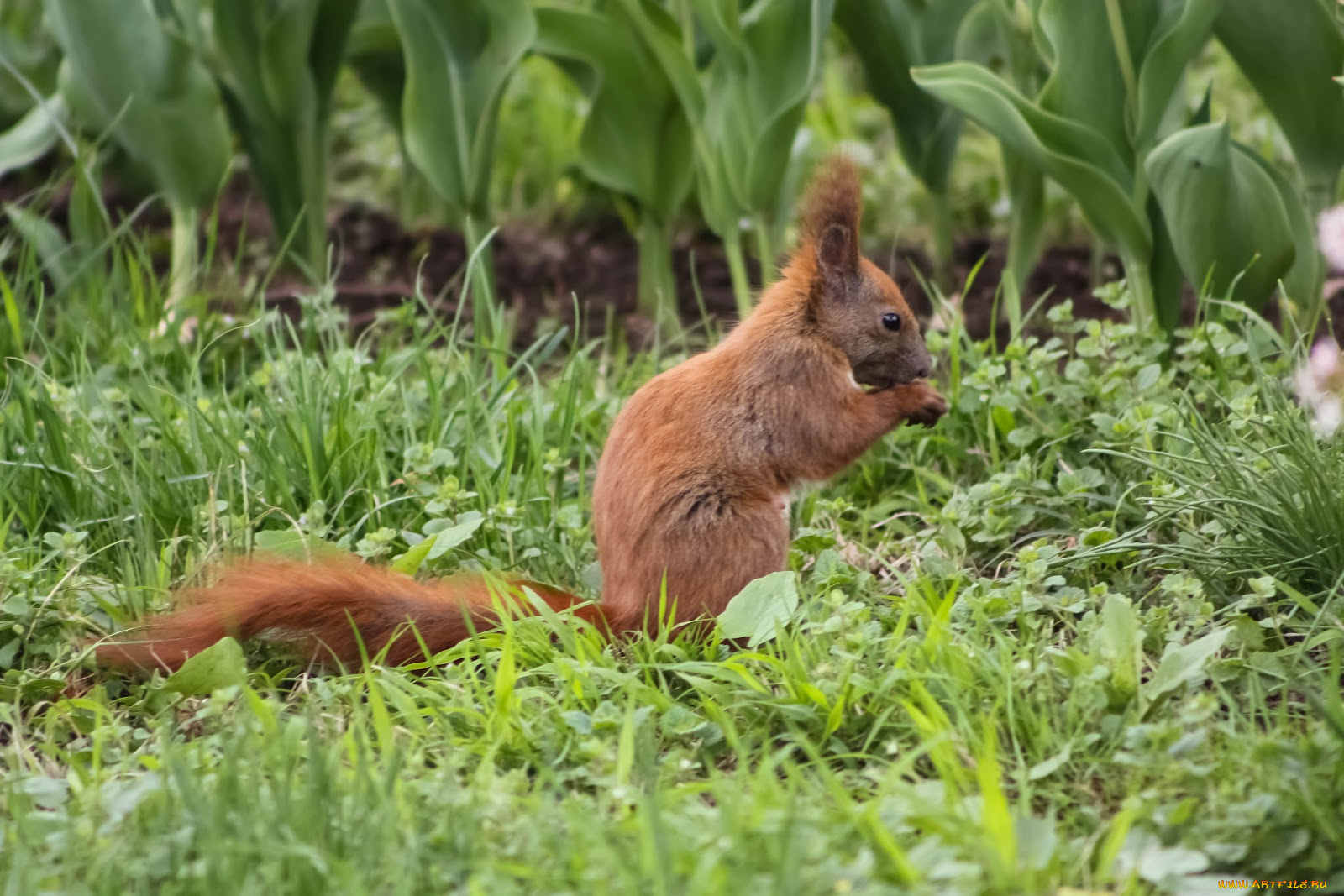 животные, белки, белка