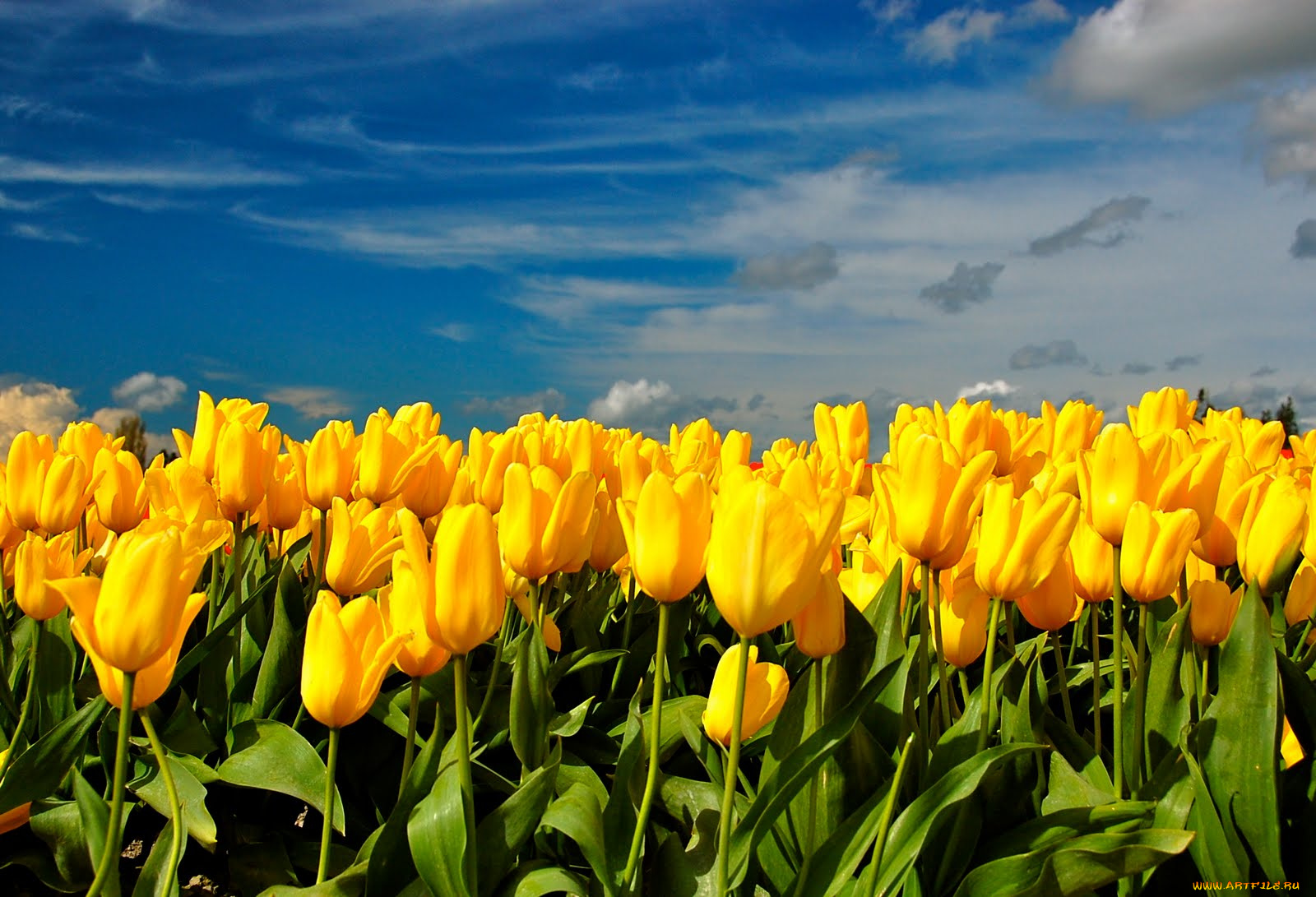 цветы, тюльпаны, небо
