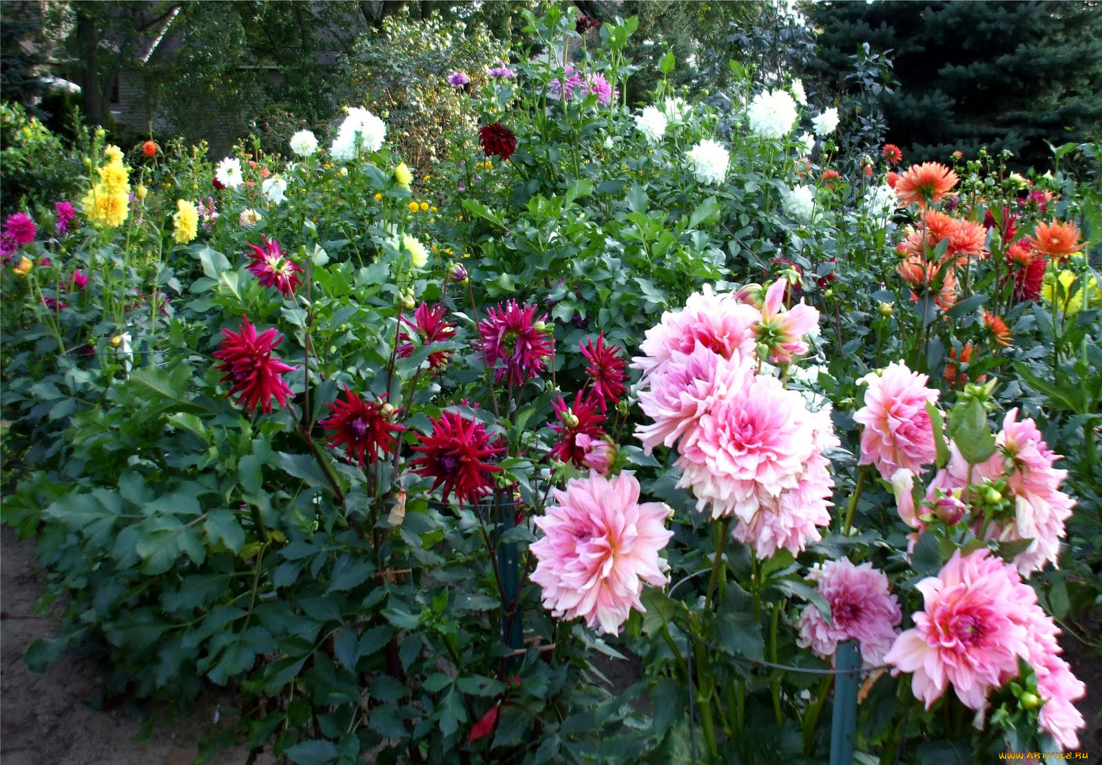 цветы, георгины, георгина