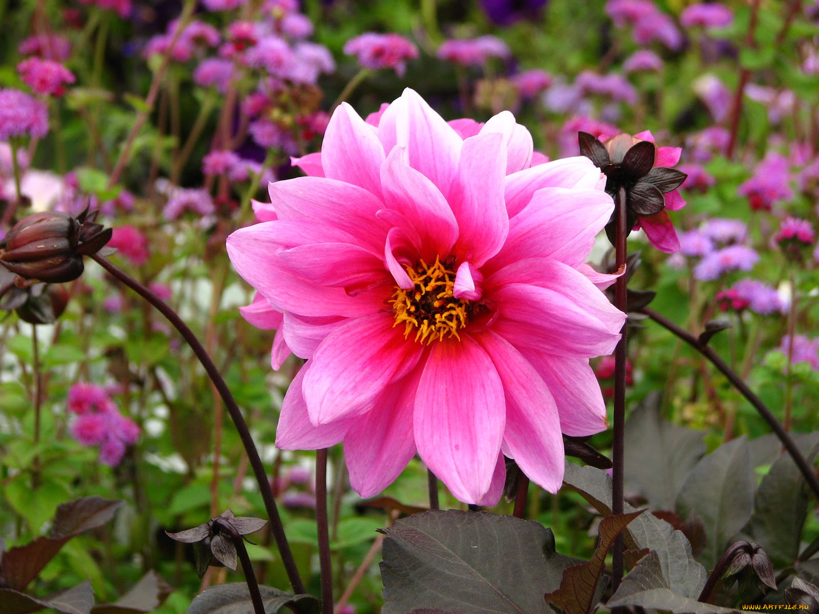 цветы, георгины, георгина