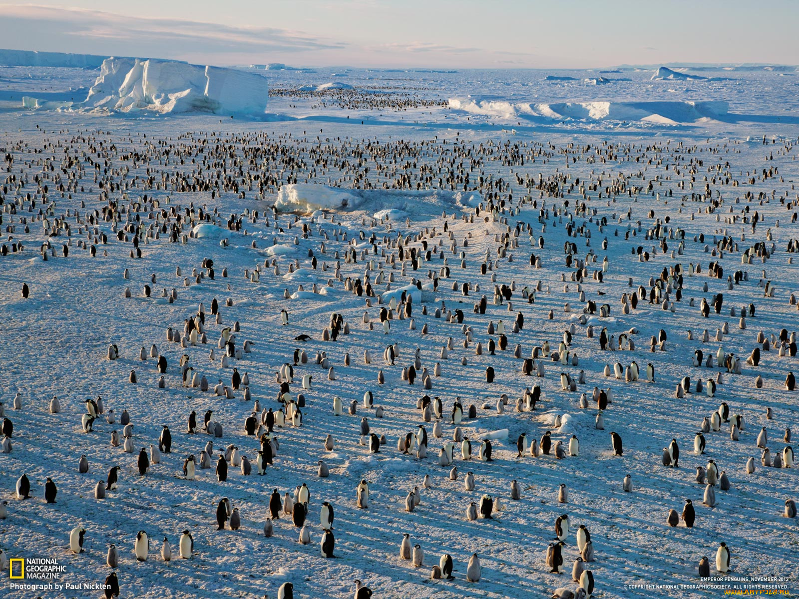 животные, пингвины