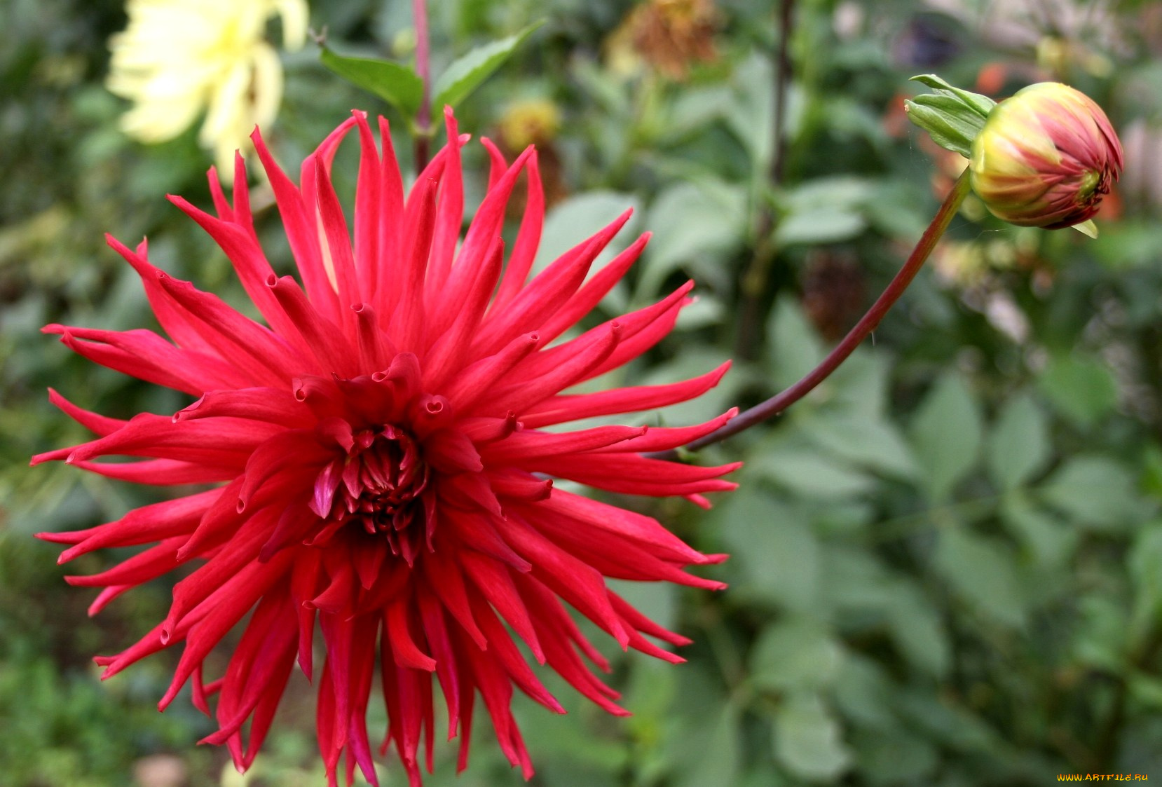 цветы, георгины, георгина