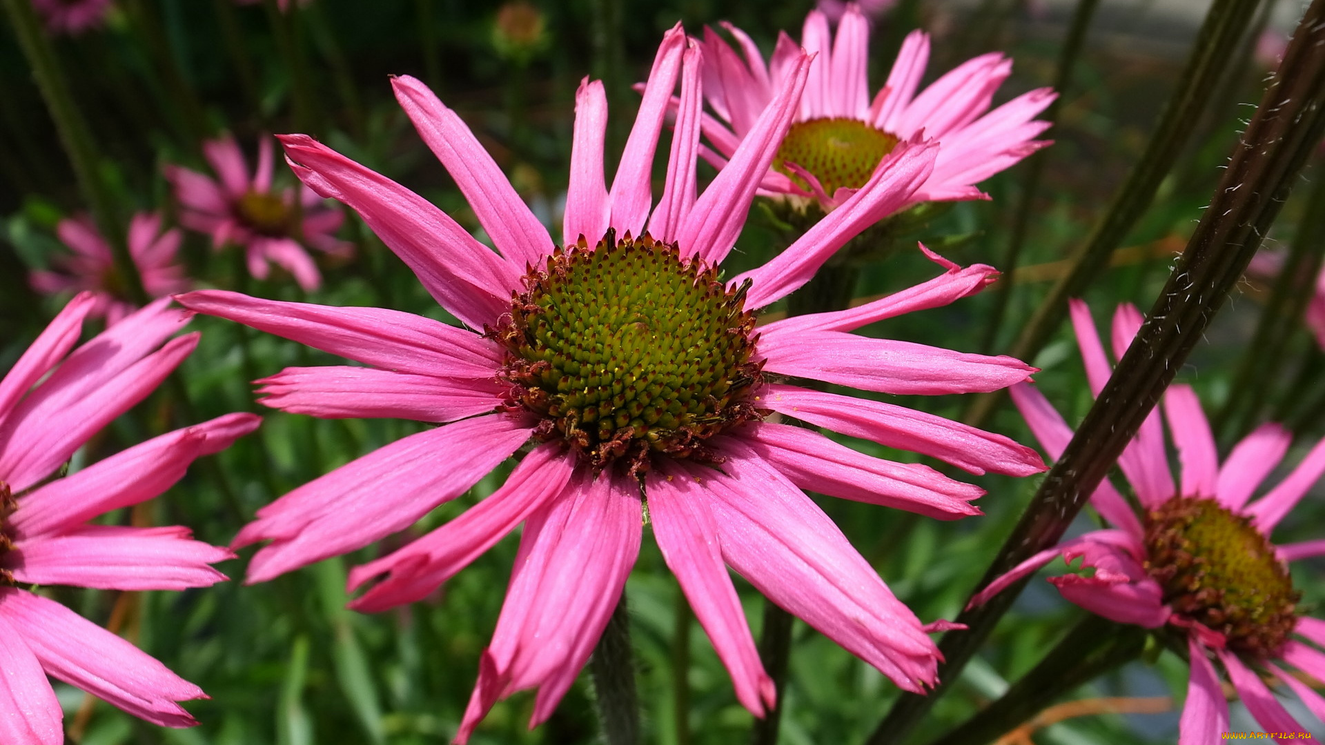 цветы, эхинацея, космея