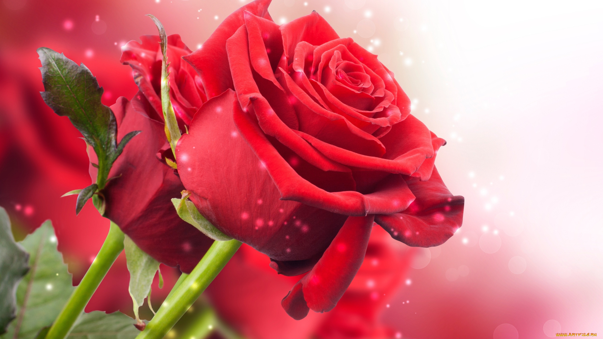 цветы, розы, бутон