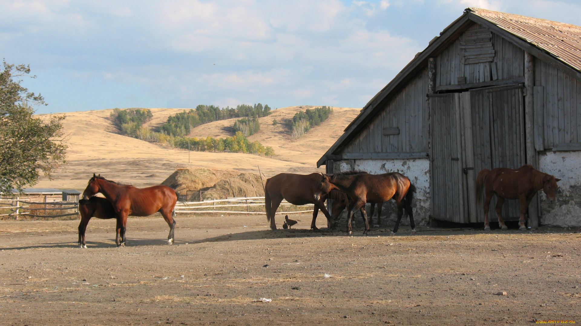 ферма, животные, лошади, лошадь, деревня, загон, златополье, брещук