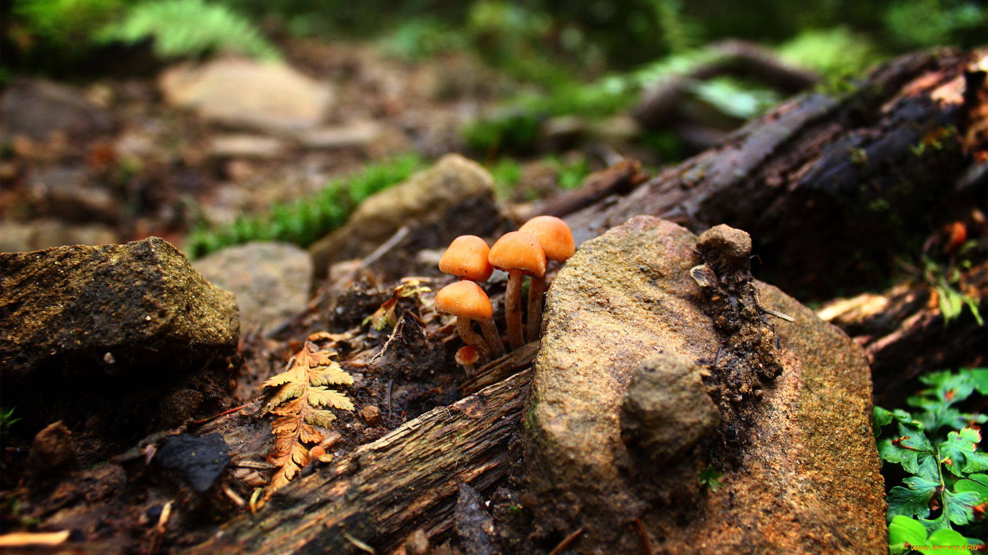 природа, грибы, лес